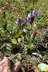 Gentiana sceptrum