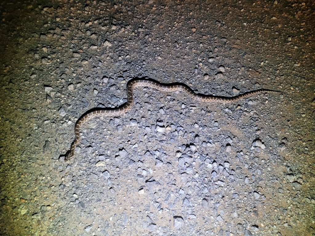 Great Plains Rat Snake