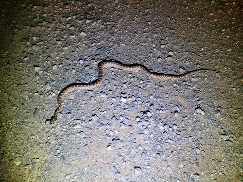 Great Plains Rat Snake