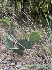 Opuntia macrorhiza