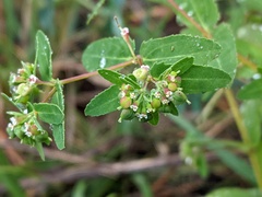 Euphorbia nutans