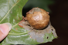Amphibolips