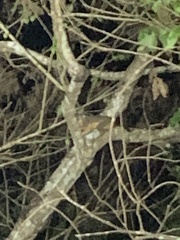 Aotus nigriceps