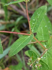 Euphorbia nutans