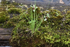 Carex canescens