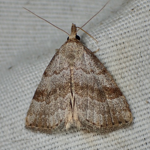 Dusty-winged Tan photo 3