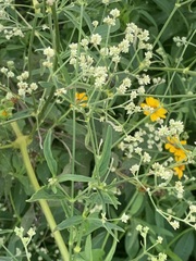 Pfaffia glomerata