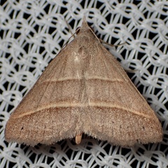 Hemeroplanis parallela