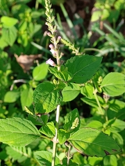 Mosla dianthera