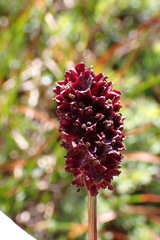 Sanguisorba