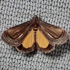 Gerrodes minatea