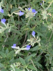 Salvia pallida