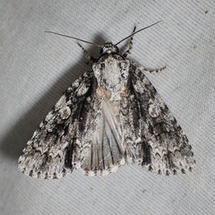 Acronicta liturata