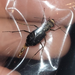 Cicindela punctulata