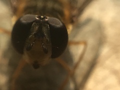 Syrphus