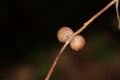 Disholcaspis quercusglobulus