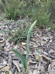 Thelymitra grandiflora