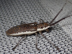 Neoptychodes trilineatus