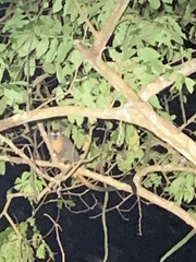 Aotus nigriceps