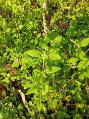 Mosla dianthera