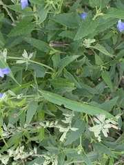 Salvia pallida