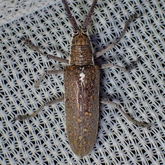 Neoptychodes trilineatus