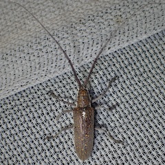 Neoptychodes trilineatus