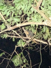Aotus nigriceps