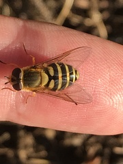 Syrphus