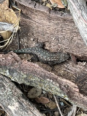 Sceloporus occidentalis longipes