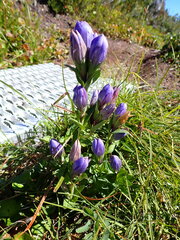 Gentiana sceptrum