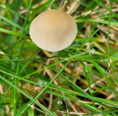 Conocybe apala