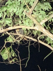 Aotus nigriceps