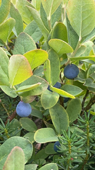 Vaccinium uliginosum