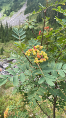 Sorbus sitchensis