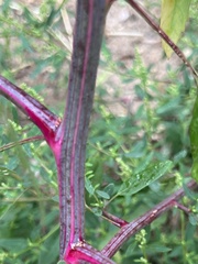 Chenopodium betaceum