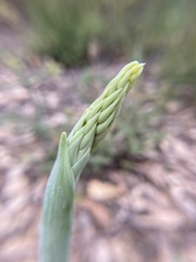 Thelymitra grandiflora
