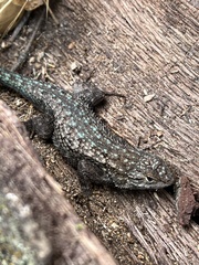 Sceloporus occidentalis longipes