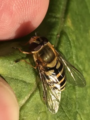 Syrphus