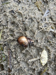 Campeloma decisum