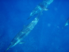 Stenella longirostris