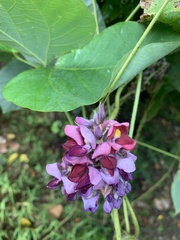 Wisteria frutescens
