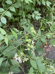 Schizomyia eupatoriflorae