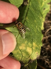 Syrphus