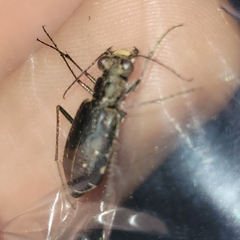 Cicindela punctulata