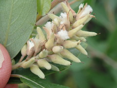 Euura petiolaridis