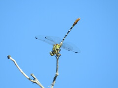 Erpetogomphus compositus