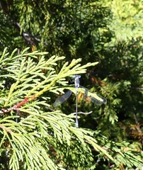 Lestidae