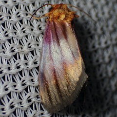 Eulithosia plesioglauca