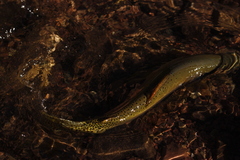 Oncorhynchus clarkii
